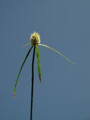 Cyperus sesquiflorus sesquiflorus