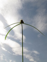 Cyperus hortensis