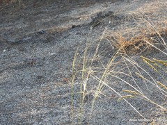 Stipa lagascae