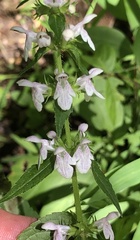 Stachys tenuifolia