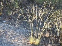 Stipa lagascae