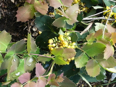 Berberis pumila