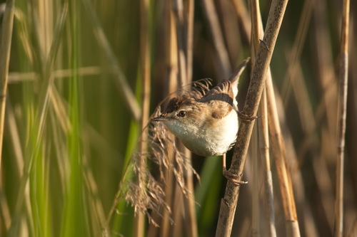 Carricero agrícola (Acrocephalus agricola)