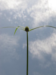 Cyperus hortensis
