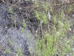 Aegilops triuncialis