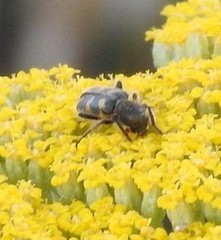 Trichodes flavocinctus