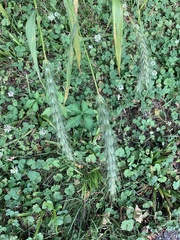 Elymus villosus