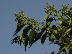 Miconia minutiflora