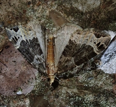 Ecliptopera capitata