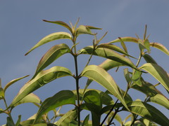 Miconia minutiflora