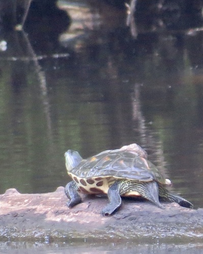 Chinese Striped-necked Turtle, Mauremys sinensis