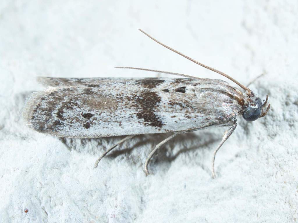 Black-banded Homoeosoma Moth