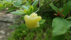 Exobasidium vaccinii