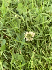 Trifolium repens
