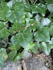 Hedera helix