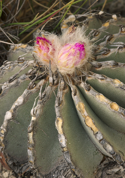Geohintonia mexicana