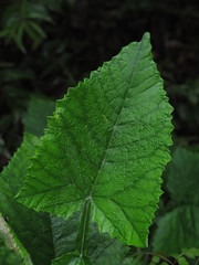 Onoseris purpurata