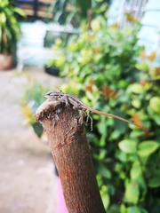 Sceloporus variabilis