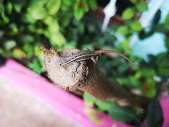 Sceloporus variabilis