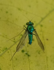 Condylostylus comatus