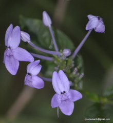 Pseuderanthemum graciliflorum