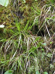 Carex deflexa