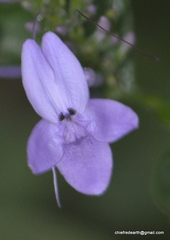 Pseuderanthemum graciliflorum