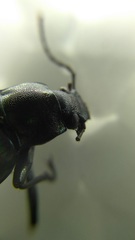 Tarpela micans