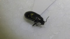 Tarpela micans