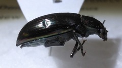 Tarpela micans