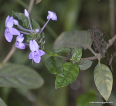 Pseuderanthemum graciliflorum