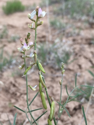 Aztec milkvetch (Astragalus proximus)