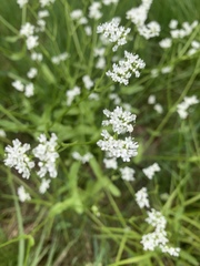 Valerianella amarella