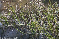 Equisetum fluviatile