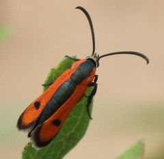 Calasesia coccinea