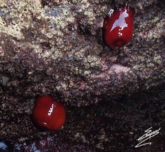 Actinia mediterranea