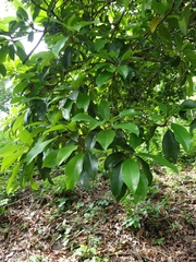 Casimiroa
