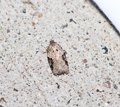 Acleris placidana