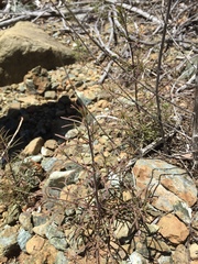 Cordylanthus pringlei