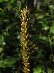 Plantago australis