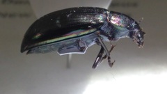Tarpela micans