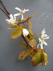 Amelanchier laevis