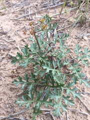 Cymopterus