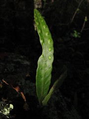 Pleopeltis macrocarpa
