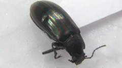 Tarpela micans