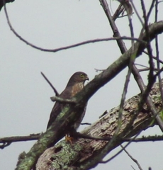 Accipiter striatus ventralis