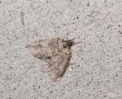 Hydriomena divisaria