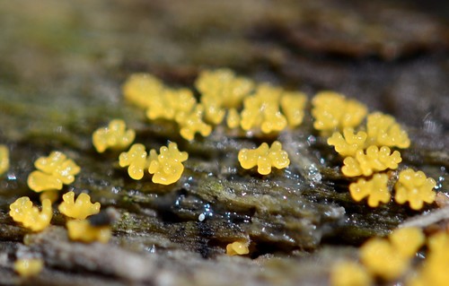 Šakotasis gleivukas nuotrauka