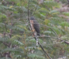 Accipiter striatus ventralis