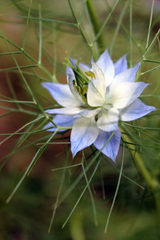 Nigella damascena